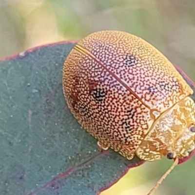 Paropsis atomaria (Eucalyptus leaf beetle) at Stromlo, ACT - 20 Oct 2023 by trevorpreston