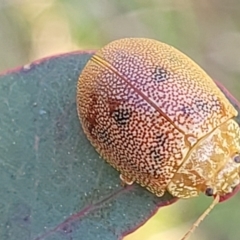Paropsis atomaria (Eucalyptus leaf beetle) at Uriarra TSR - 20 Oct 2023 by trevorpreston