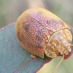 Paropsis atomaria at Stromlo, ACT - 20 Oct 2023 05:32 PM