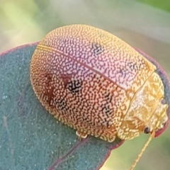 Paropsis atomaria at Stromlo, ACT - 20 Oct 2023