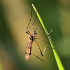 Gynoplistia sp. (genus) (Crane fly) at Caladenia Forest, O'Connor - 20 Oct 2023 by ConBoekel