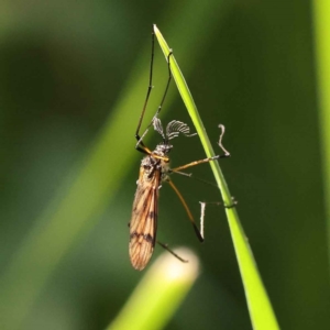 Gynoplistia sp. (genus) at O'Connor, ACT - 20 Oct 2023