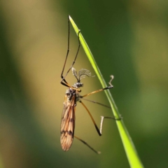 Gynoplistia sp. (genus) at O'Connor, ACT - 20 Oct 2023