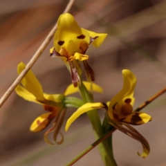 Diuris sulphurea (Tiger Orchid) at Caladenia Forest, O'Connor - 20 Oct 2023 by ConBoekel