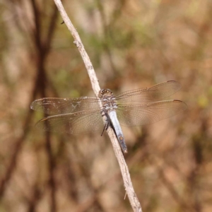 Orthetrum caledonicum at Caladenia Forest, O'Connor - 20 Oct 2023