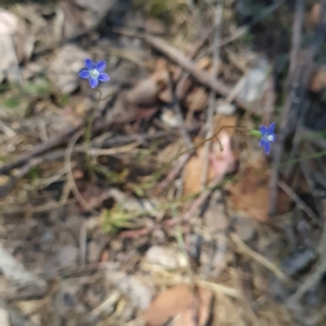 Wahlenbergia multicaulis at Macgregor, ACT - 20 Oct 2023 02:41 PM