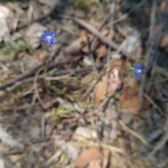Wahlenbergia multicaulis (Tadgell's Bluebell) at Umbagong District Park - 20 Oct 2023 by WalkYonder