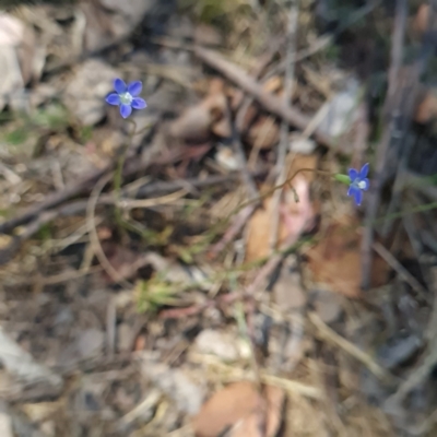 Wahlenbergia multicaulis (Tadgell's Bluebell) at Macgregor, ACT - 20 Oct 2023 by WalkYonder