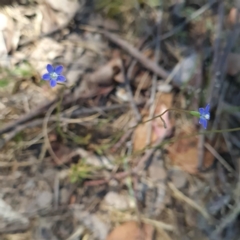 Wahlenbergia multicaulis at Macgregor, ACT - 20 Oct 2023 02:41 PM