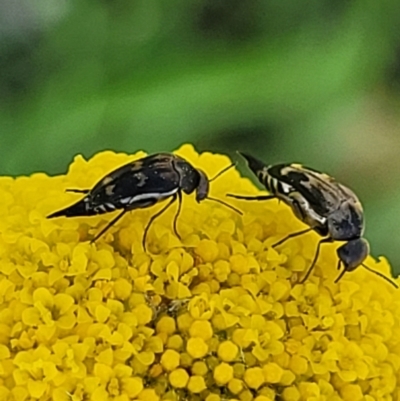 Mordellidae (family) (Unidentified pintail or tumbling flower beetle) at Uriarra TSR - 20 Oct 2023 by trevorpreston