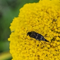 Mordellidae (family) at Stromlo, ACT - 20 Oct 2023