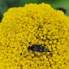 Mordellidae (family) at Stromlo, ACT - 20 Oct 2023 05:31 PM