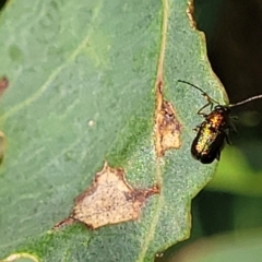 Aporocera (Aporocera) viridis at Stromlo, ACT - 20 Oct 2023