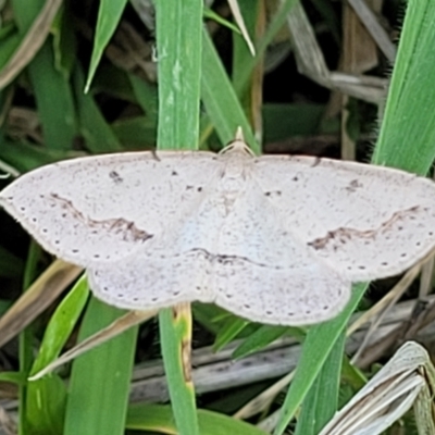 Taxeotis stereospila (Oval-spot Taxeotis (Oenochrominae) at Stromlo, ACT - 20 Oct 2023 by trevorpreston