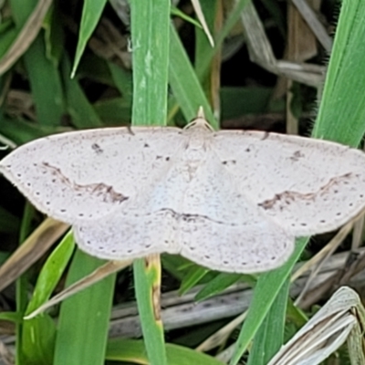 Taxeotis stereospila (Taxeotis stereospila) at Stromlo, ACT - 20 Oct 2023 by trevorpreston