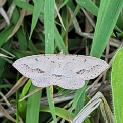 Taxeotis stereospila at Stromlo, ACT - 20 Oct 2023