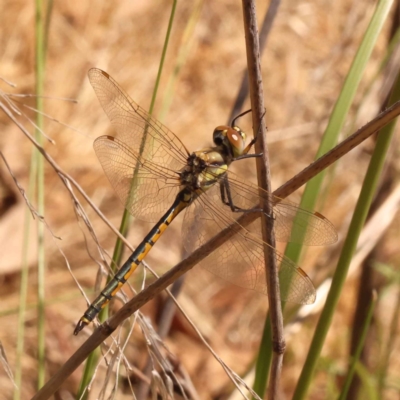 Hemicordulia tau (Tau Emerald) at Acton, ACT - 20 Oct 2023 by ConBoekel