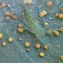 Araneus talipedatus at Stromlo, ACT - 20 Oct 2023