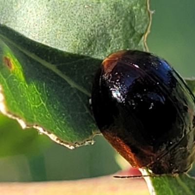 Paropsisterna cloelia (Eucalyptus variegated beetle) at Uriarra TSR - 20 Oct 2023 by trevorpreston