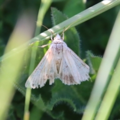 Helicoverpa punctigera (Native Budworm) at Hughes Grassy Woodland - 20 Oct 2023 by LisaH
