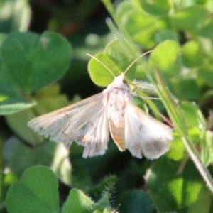 Helicoverpa punctigera at Hughes, ACT - 20 Oct 2023