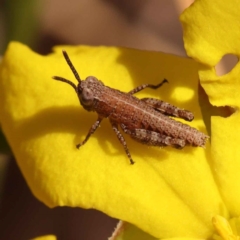Phaulacridium vittatum (Wingless Grasshopper) at Acton, ACT - 20 Oct 2023 by ConBoekel