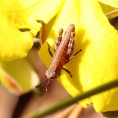 Phaulacridium vittatum at Acton, ACT - 20 Oct 2023 11:19 AM