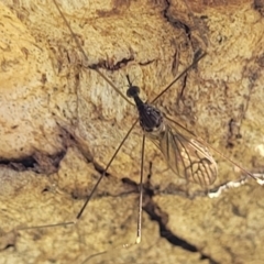 Limoniidae (family) (Unknown Limoniid Crane Fly) at Uriarra TSR - 20 Oct 2023 by trevorpreston