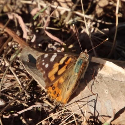 Vanessa kershawi (Australian Painted Lady) at Hughes Grassy Woodland - 20 Oct 2023 by LisaH