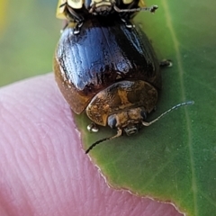 Paropsisterna cloelia (Eucalyptus variegated beetle) at Stromlo, ACT - 20 Oct 2023 by trevorpreston