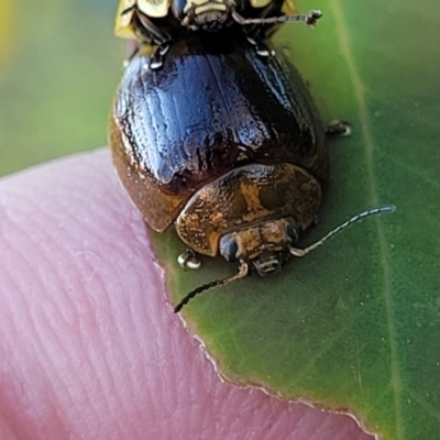 Paropsisterna cloelia (Eucalyptus variegated beetle) at Uriarra TSR - 20 Oct 2023 by trevorpreston