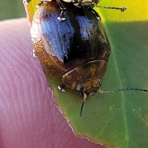 Paropsisterna cloelia at Stromlo, ACT - 20 Oct 2023