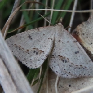 Taxeotis stereospila at Hughes, ACT - 20 Oct 2023