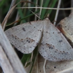 Taxeotis stereospila (Taxeotis stereospila) at Hughes Grassy Woodland - 20 Oct 2023 by LisaH