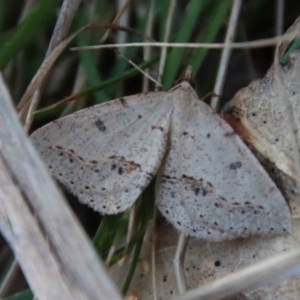 Taxeotis stereospila at Hughes, ACT - 20 Oct 2023