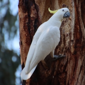 Cacatua galerita at Deakin, ACT - 20 Oct 2023 05:57 PM