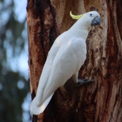 Cacatua galerita (Sulphur-crested Cockatoo) at Red Hill to Yarralumla Creek - 20 Oct 2023 by LisaH