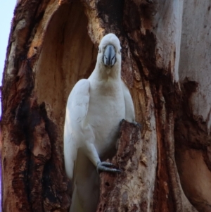 Cacatua galerita at Deakin, ACT - 20 Oct 2023 05:57 PM