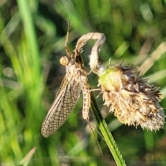 Ephemeroptera (order) (Unidentified Mayfly) at Stromlo, ACT - 20 Oct 2023 by trevorpreston