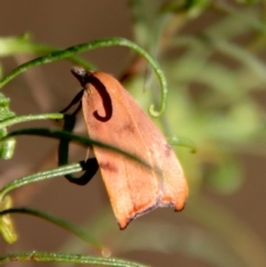 Tortricopsis uncinella (A concealer moth) at Red Hill to Yarralumla Creek - 20 Oct 2023 by LisaH