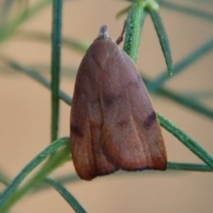 Tortricopsis uncinella at Hughes, ACT - 20 Oct 2023 06:14 PM