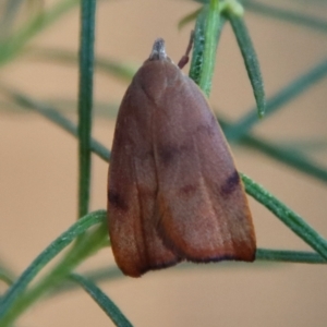 Tortricopsis uncinella at Hughes, ACT - 20 Oct 2023