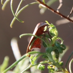 Tortricopsis uncinella at Hughes, ACT - 20 Oct 2023