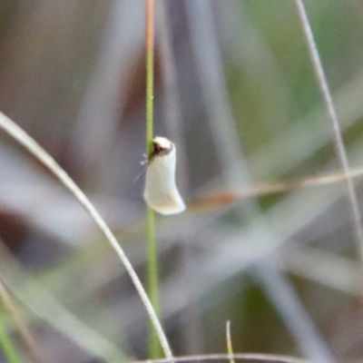 Edosa idiochroa at Hughes, ACT - 19 Oct 2023 by LisaH