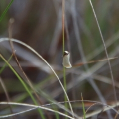 Edosa idiochroa at Hughes, ACT - 19 Oct 2023 04:32 PM