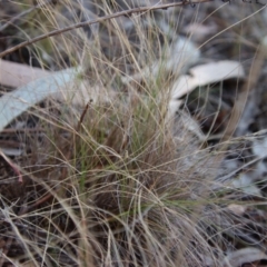 Edosa idiochroa at Hughes, ACT - 19 Oct 2023 04:32 PM