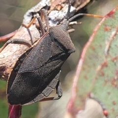 Amorbus (genus) (Eucalyptus Tip bug) at Kaleen, ACT - 20 Oct 2023 by trevorpreston