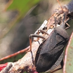 Amorbus sp. (genus) at Kaleen, ACT - 20 Oct 2023 04:20 PM