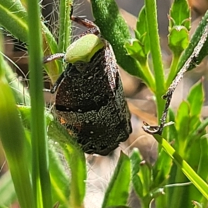 Platybrachys decemmacula at Kaleen, ACT - 20 Oct 2023