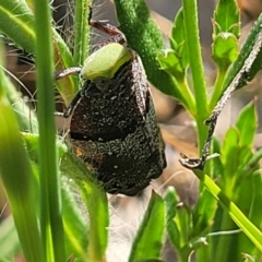 Platybrachys decemmacula (Green-faced gum hopper) at Gungaderra Grasslands - 20 Oct 2023 by trevorpreston